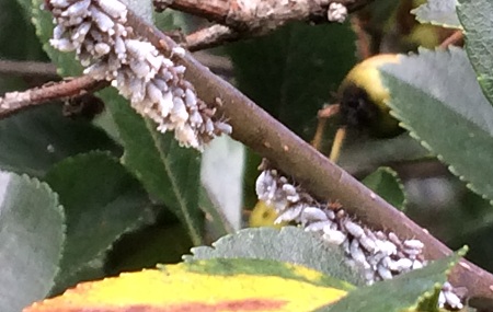 Aphid insect on tree