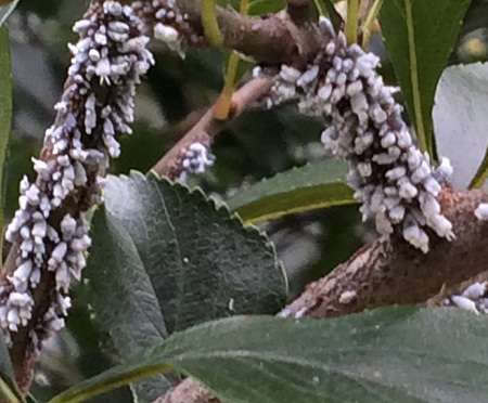Aphid insect on tree 1