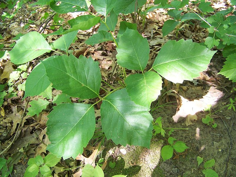 poison ivy 1