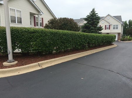 Trimming Formal Hedge